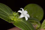 Tropical Mexican clover